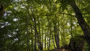 Bosco Vedro e Centro Lontre