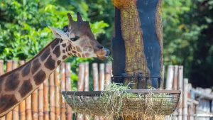 Safari Park